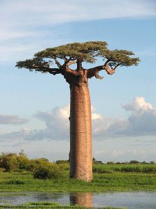 450px-Adansonia_grandidieri04