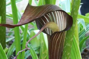 Arisaema triphyllum flower